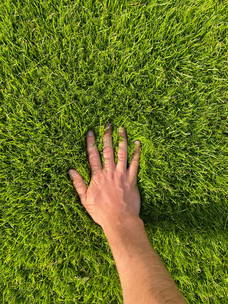 Lawn 8