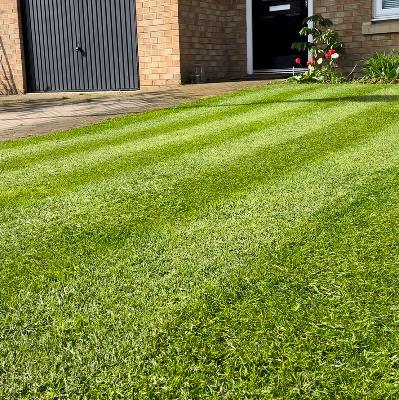Lawn 7