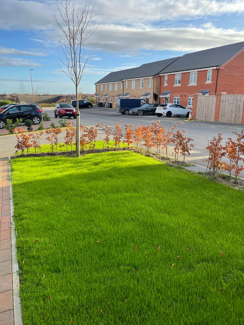 Lawn 4