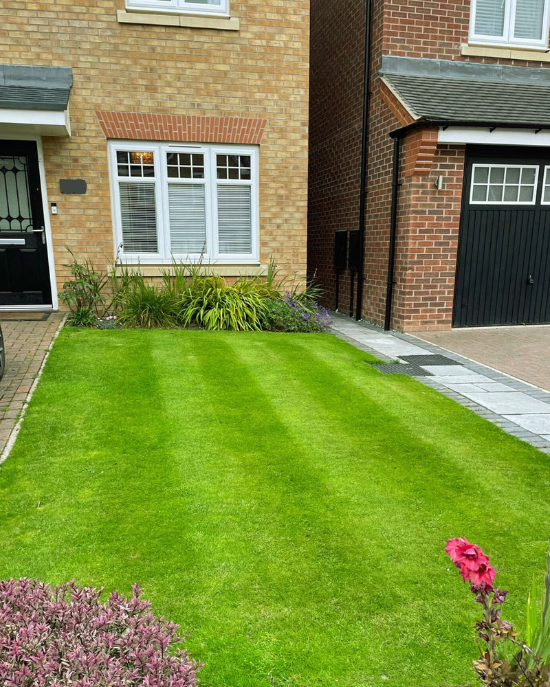 Lawn 3